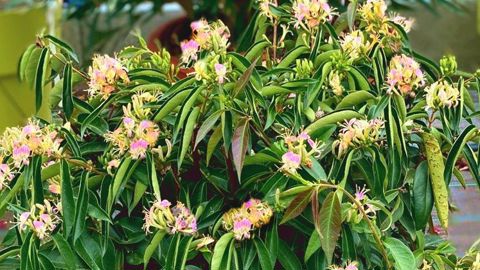 Lonicera acuminata ‘Venloma’ Marinella®, des pépinières La Forêt, est lauréat Innovert en catégorie « Pépinière ». ©SDV – Destination Angers